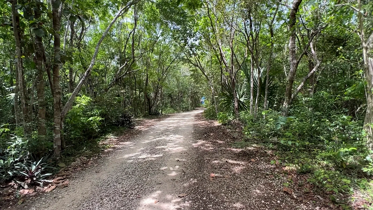 Paraíso de la Bonita Riviera Maya – camino de acceso por el manglar