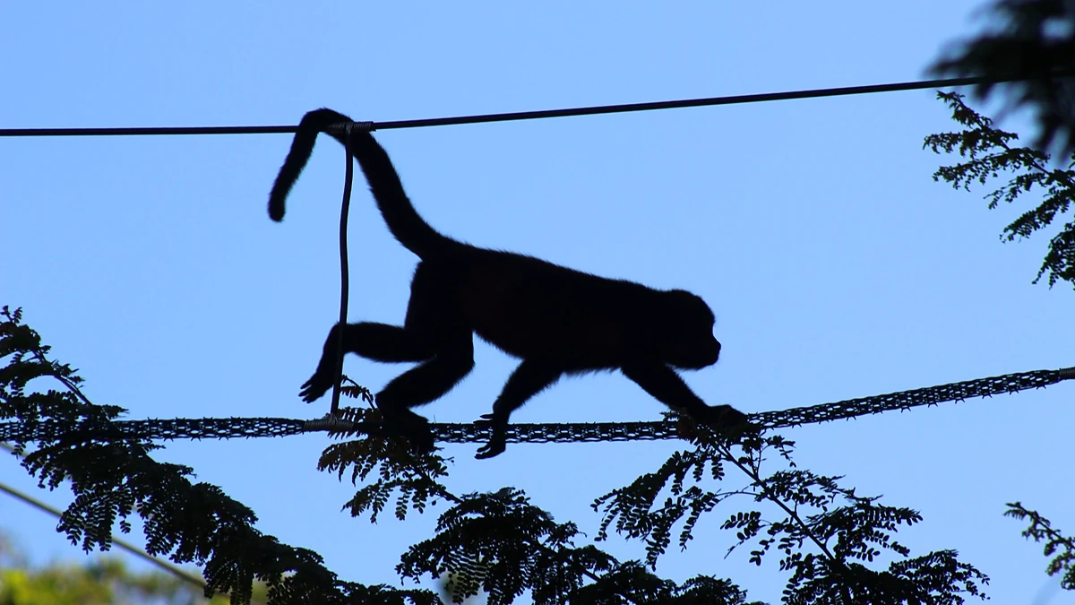 Waldorf Astoria Riviera Maya – puentes para fauna entre los manglares
