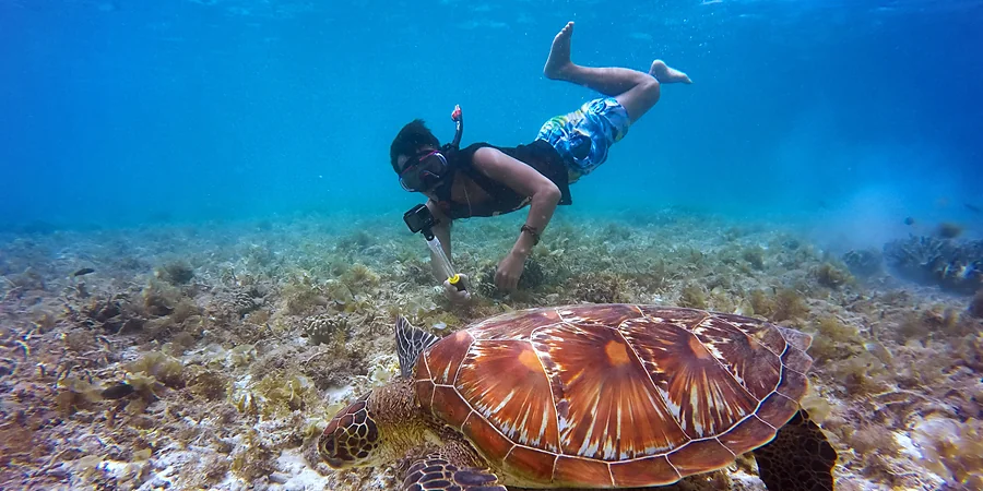 Snorkel con tortuga marina, excursión en Aruba